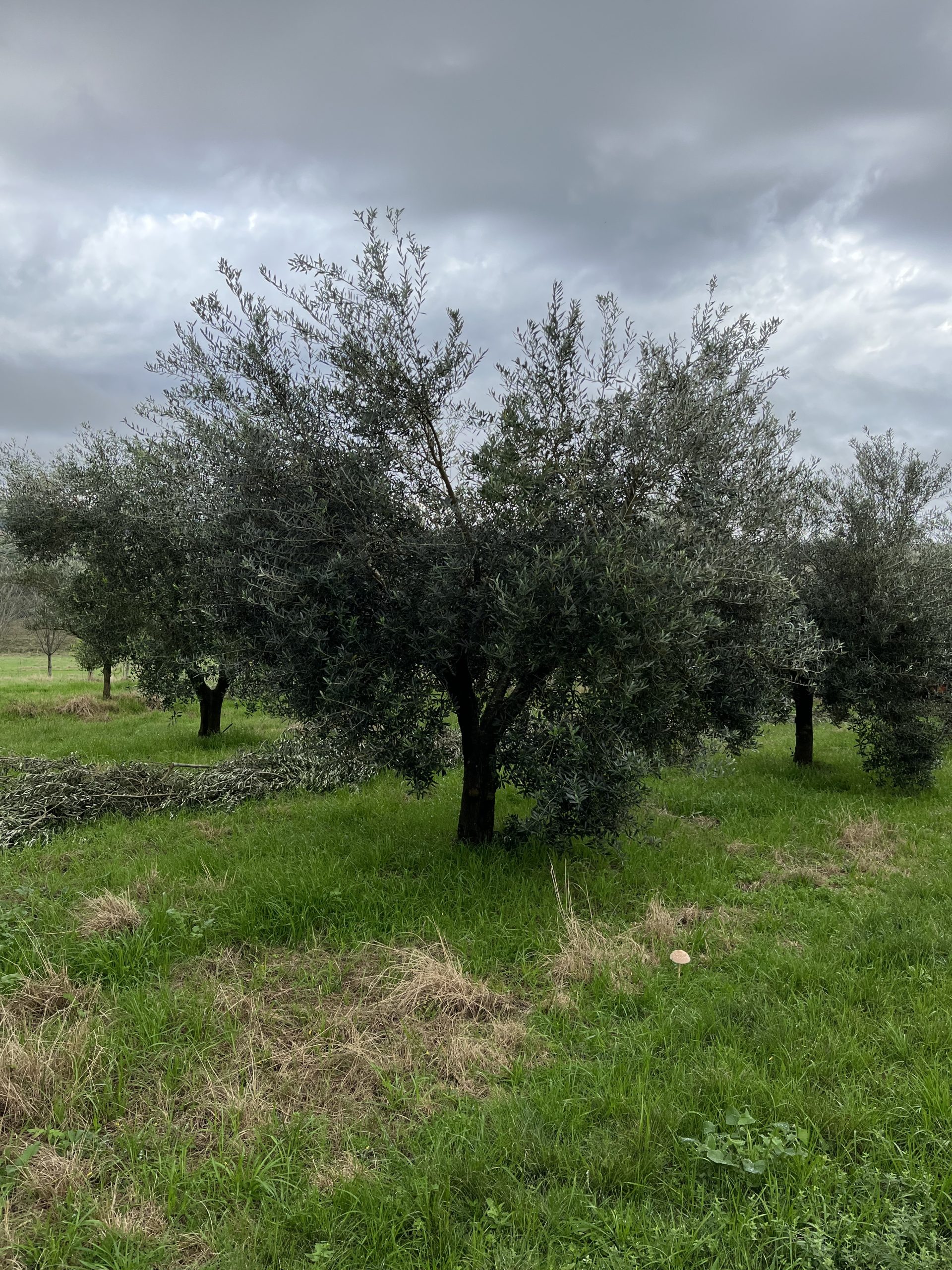 cultivo de azeitonas em casa
