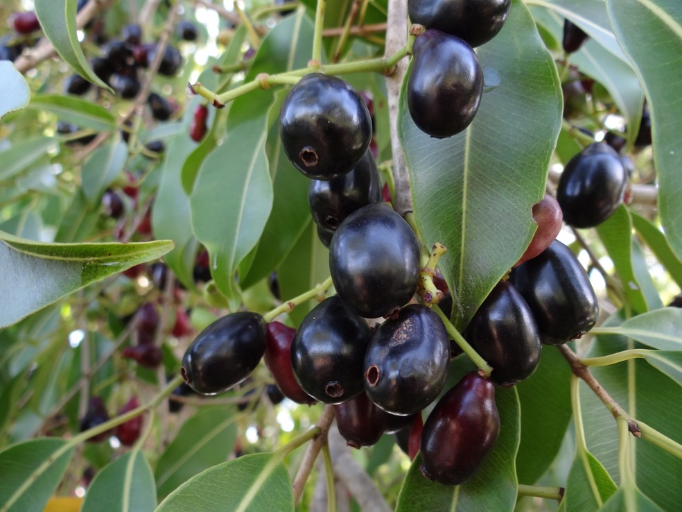 pé de azeitona roxa