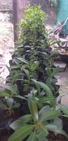 jambolão vs azeitona roxa de conserva