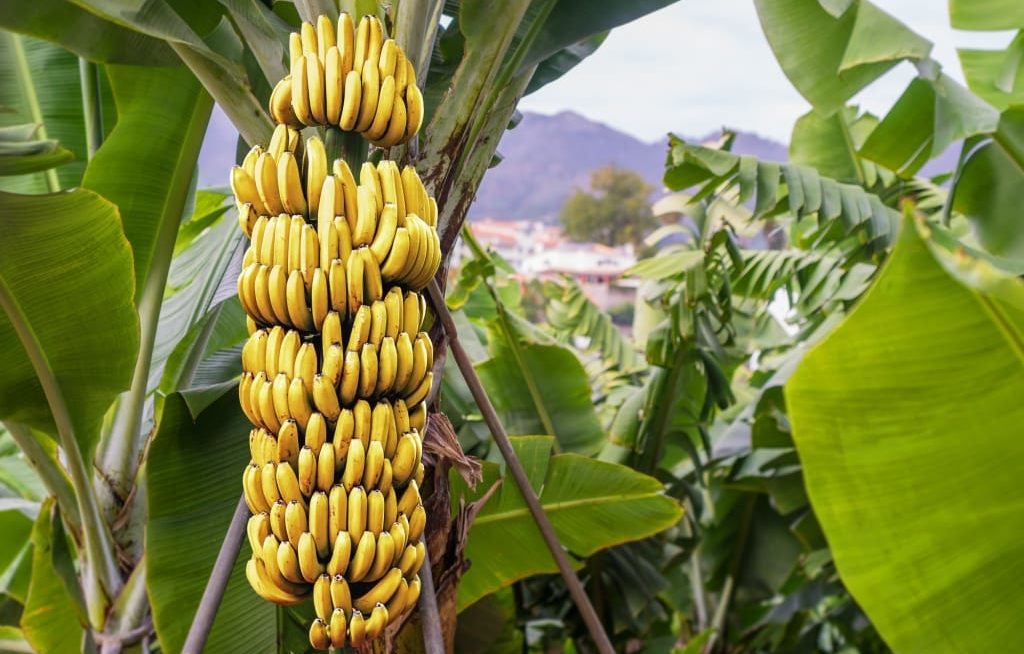 como plantar bananeira