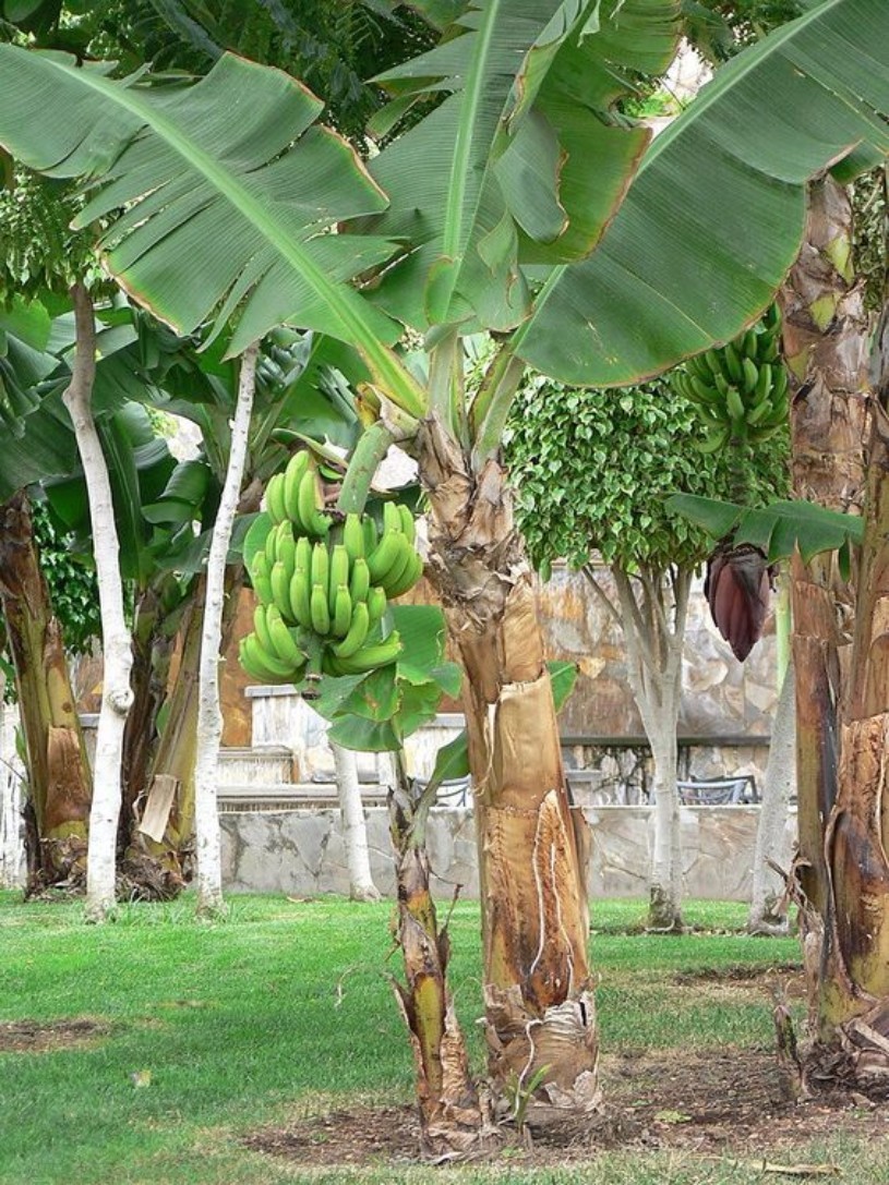 tempo para banana dar fruto
