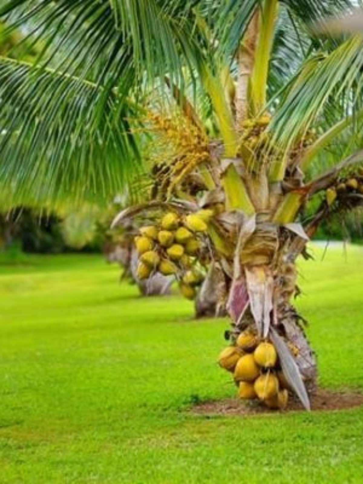 Cultivo de coco anão em apartamento