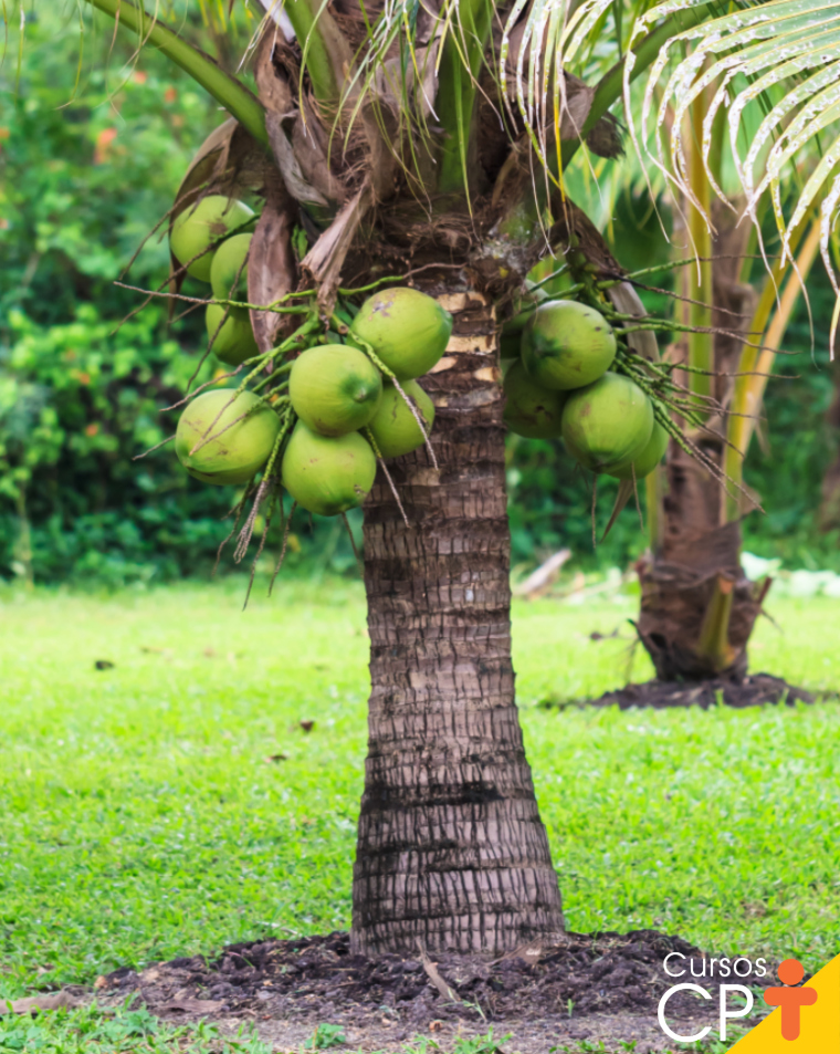 Coco anão para produção de água