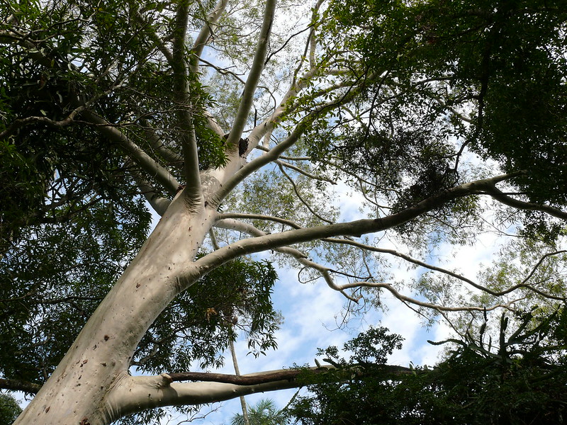 plantio de eucalipto