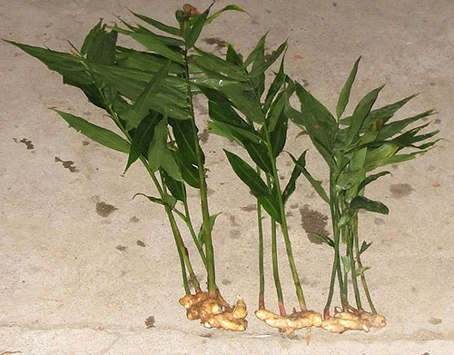 cultivar gengibre em casa