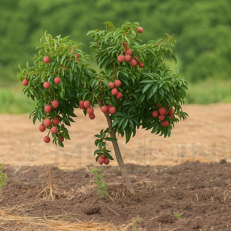 como plantar lichia