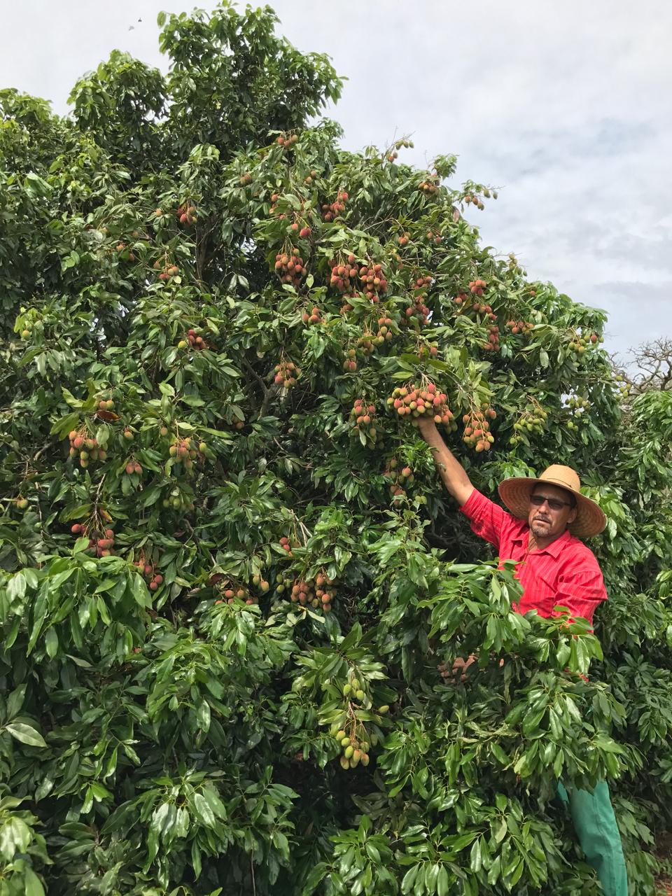 lichia produzindo