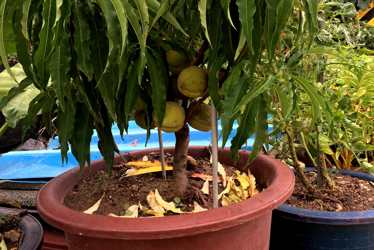 melhores épocas para plantar pé de pêssego