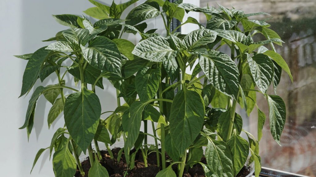 como plantar pimenta de cheiro em vaso