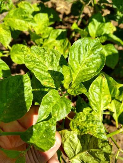 cultivo de pimenta de cheiro