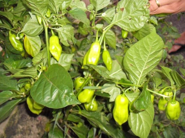 colheita pimenta de cheiro