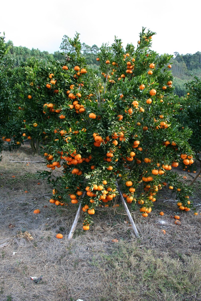 Citrus reticulata