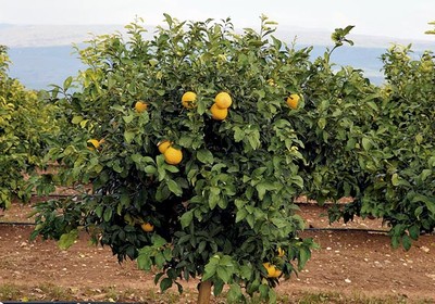 árvore frutífera