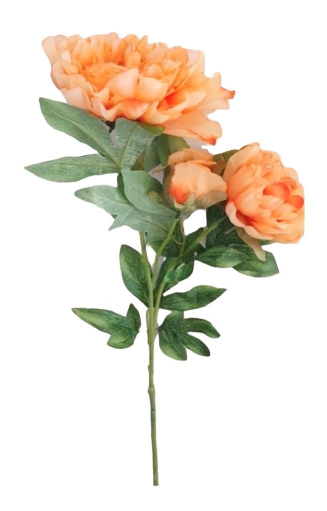 peônia perfume