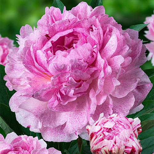 flor de peônia