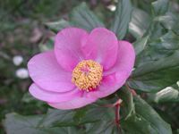 peônia rosa