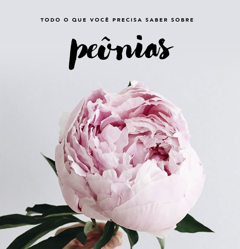variedades de peônia