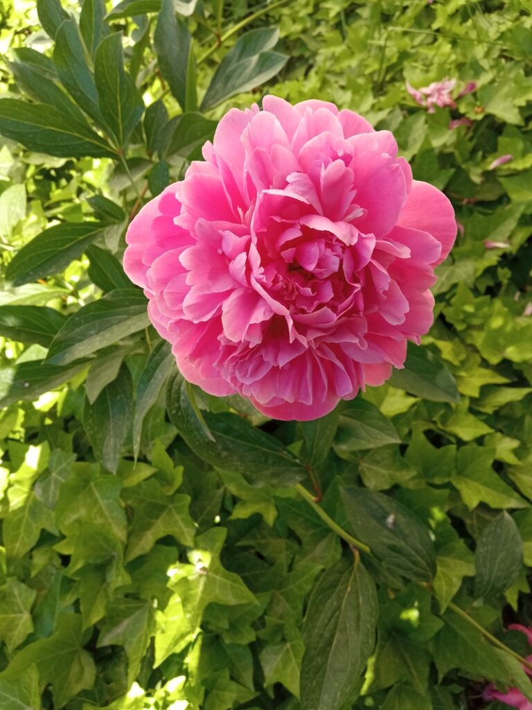 flor peônia significado