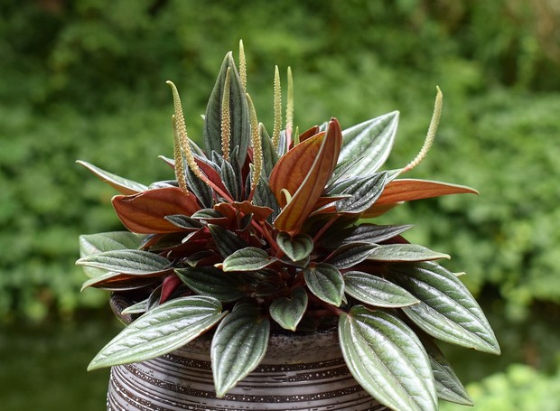 Peperomia Obtusifolia Variegata