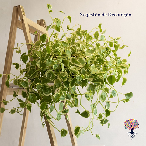 Peperomia Scandens Cuia 21