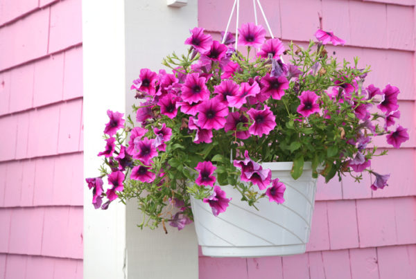 petunia cores