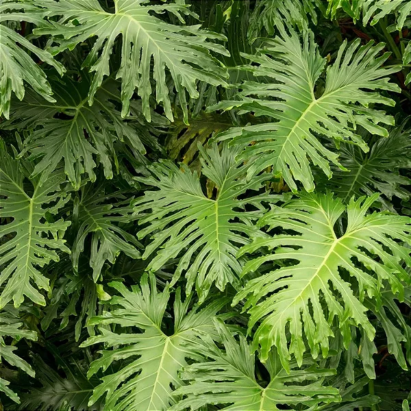 Thaumatophyllum bipinnatifidum