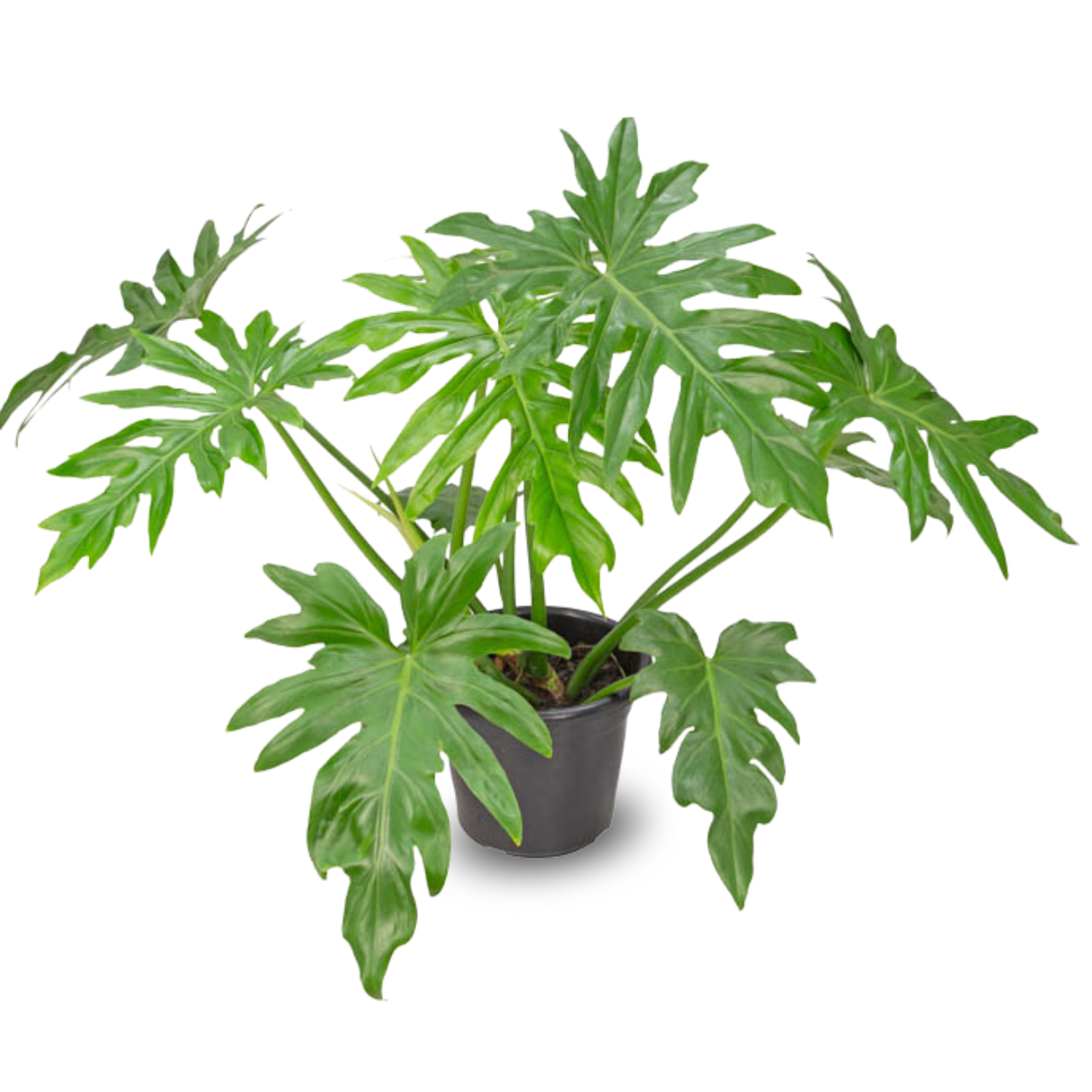 Philodendron selloum