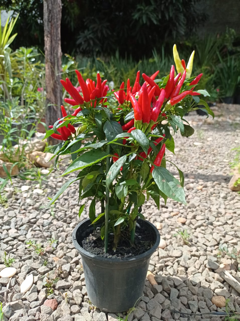 pimenta ornamental