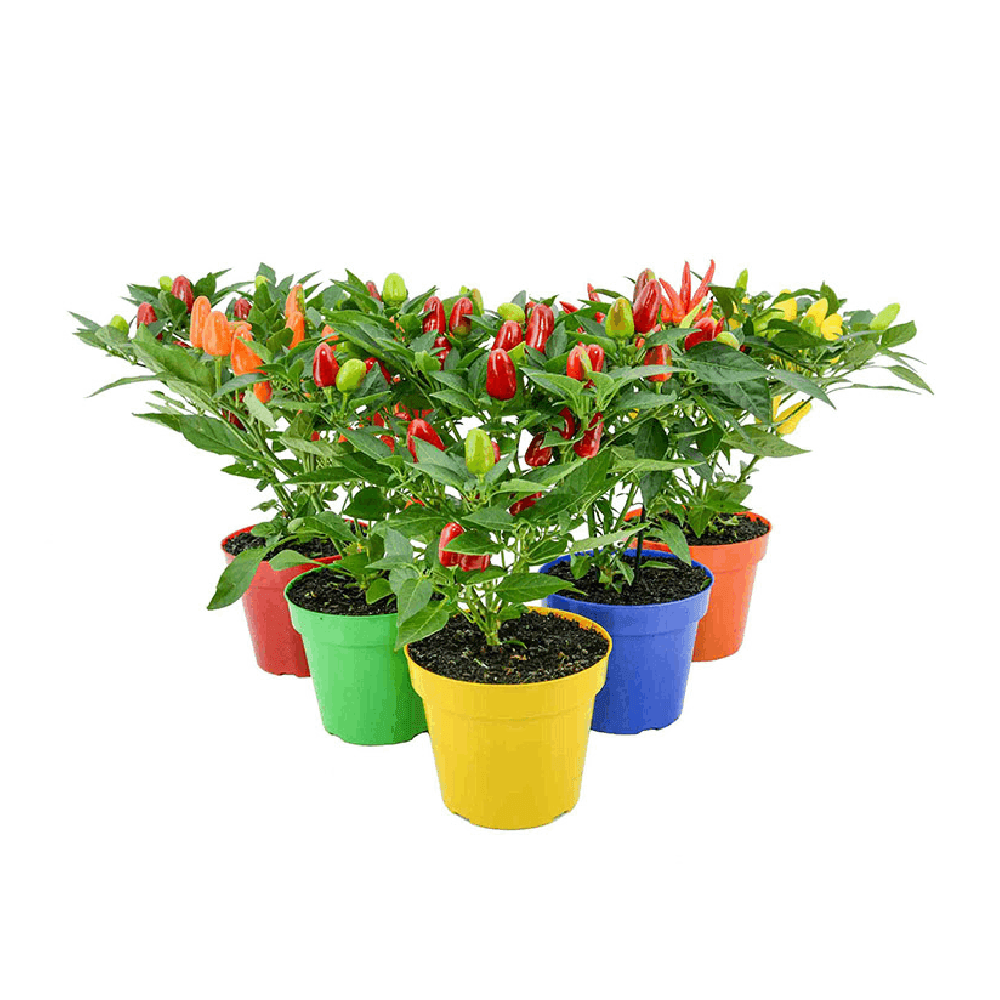 melhores pimentas ornamentais para decorar casa