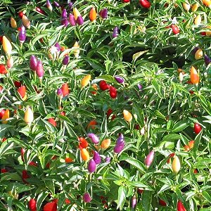 quanto custa uma muda de pimenta ornamental