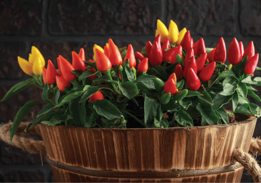 pimenta ornamental pérola negra cultivo