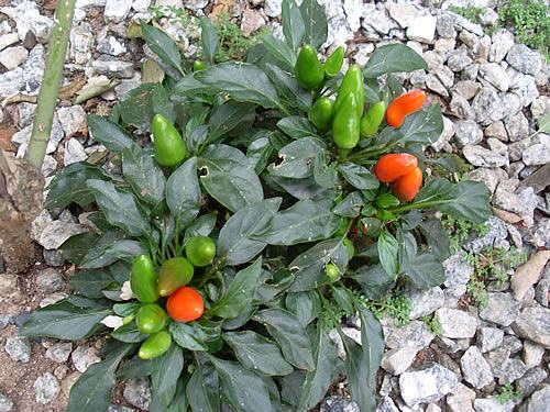 melhores pimentas ornamentais para decorar casa