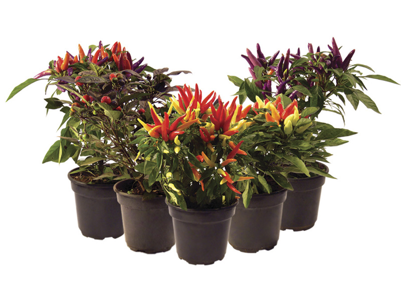 erros comuns ao cuidar de pimenta ornamental