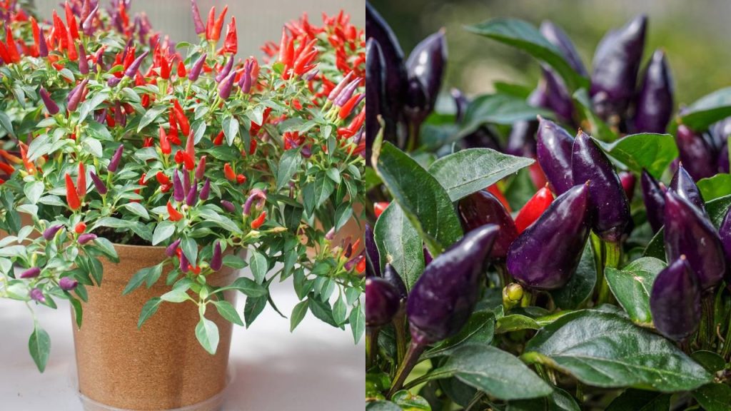 pimenta ornamental vs pimenta de cheiro
