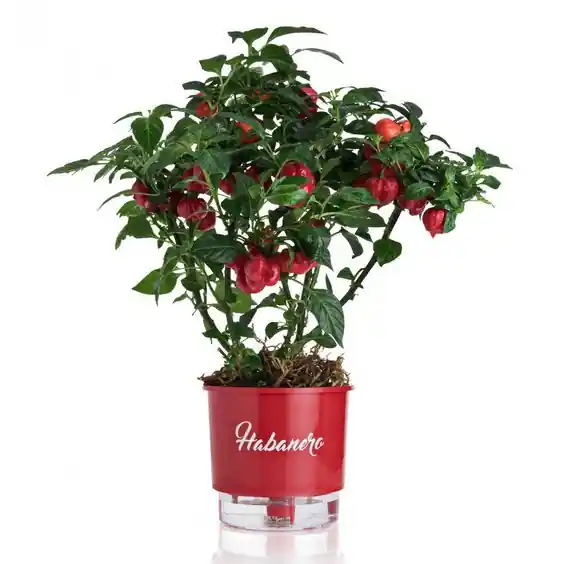 quanto custa uma muda de pimenta ornamental