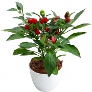 pimenta ornamental pérola negra cultivo