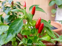melhores pimentas ornamentais para decorar casa
