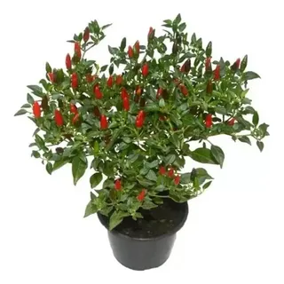 erros comuns ao cuidar de pimenta ornamental