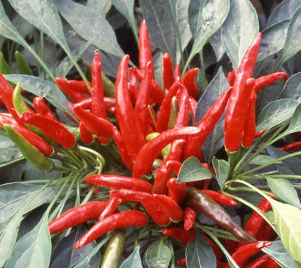 pimenta ornamental vs pimenta de cheiro