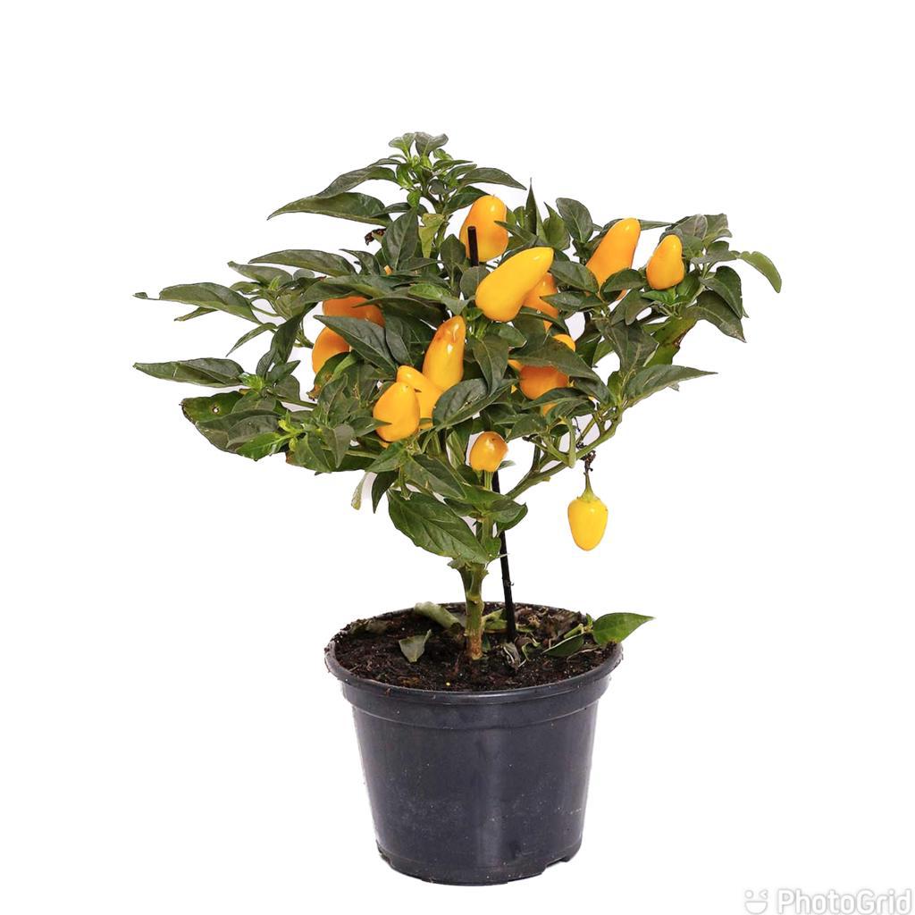 quanto custa uma muda de pimenta ornamental