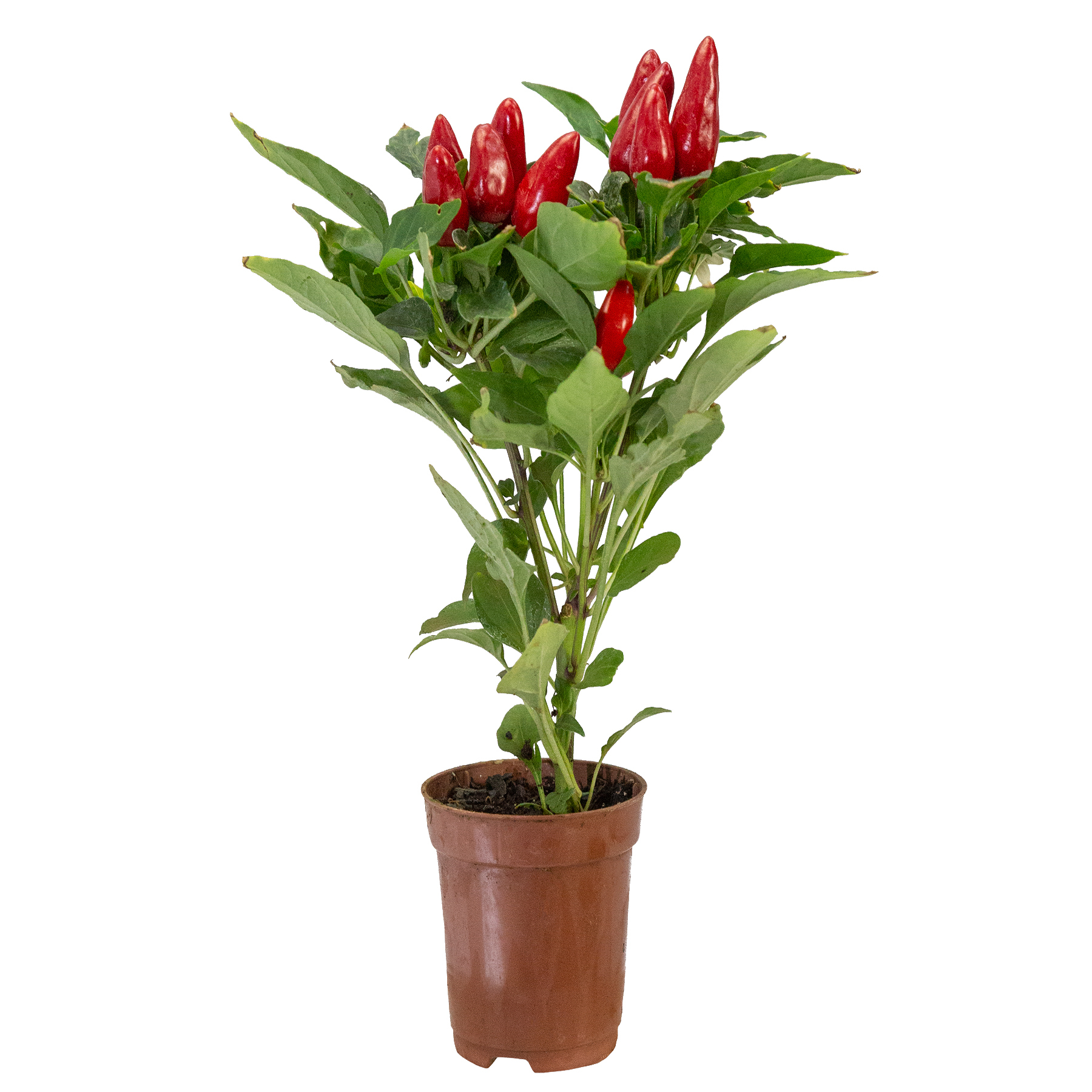 pimenta ornamental vs pimenta de cheiro