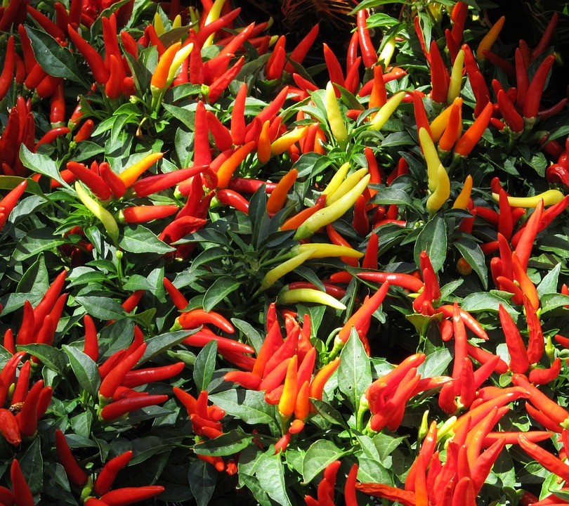 melhores pimentas ornamentais para decorar casa