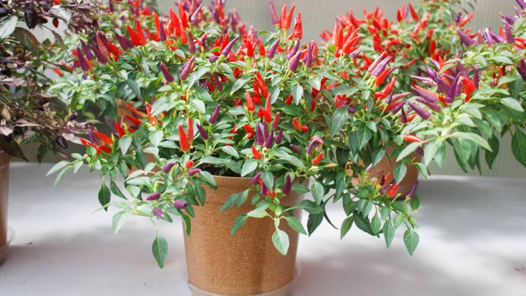 erros comuns ao cuidar de pimenta ornamental