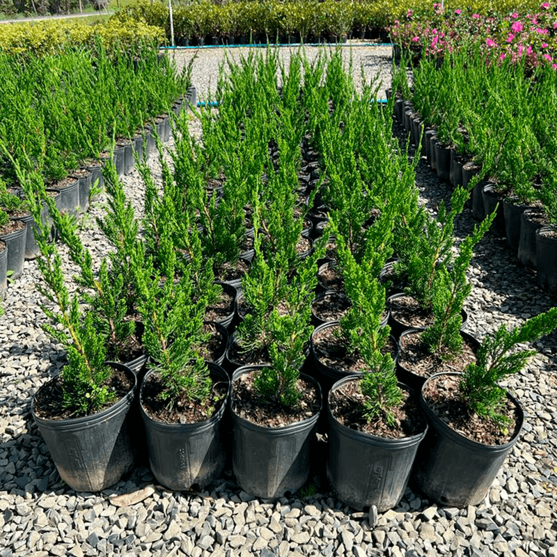 erros comuns ao plantar pinheiro kaizuka