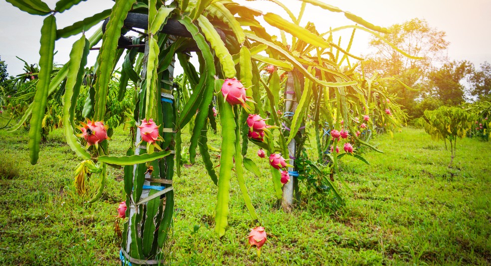 melhores variedades de pitaya para plantar em casa