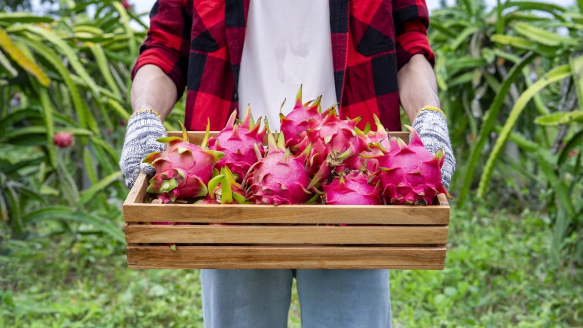 erros comuns ao plantar pitaya e como evitar