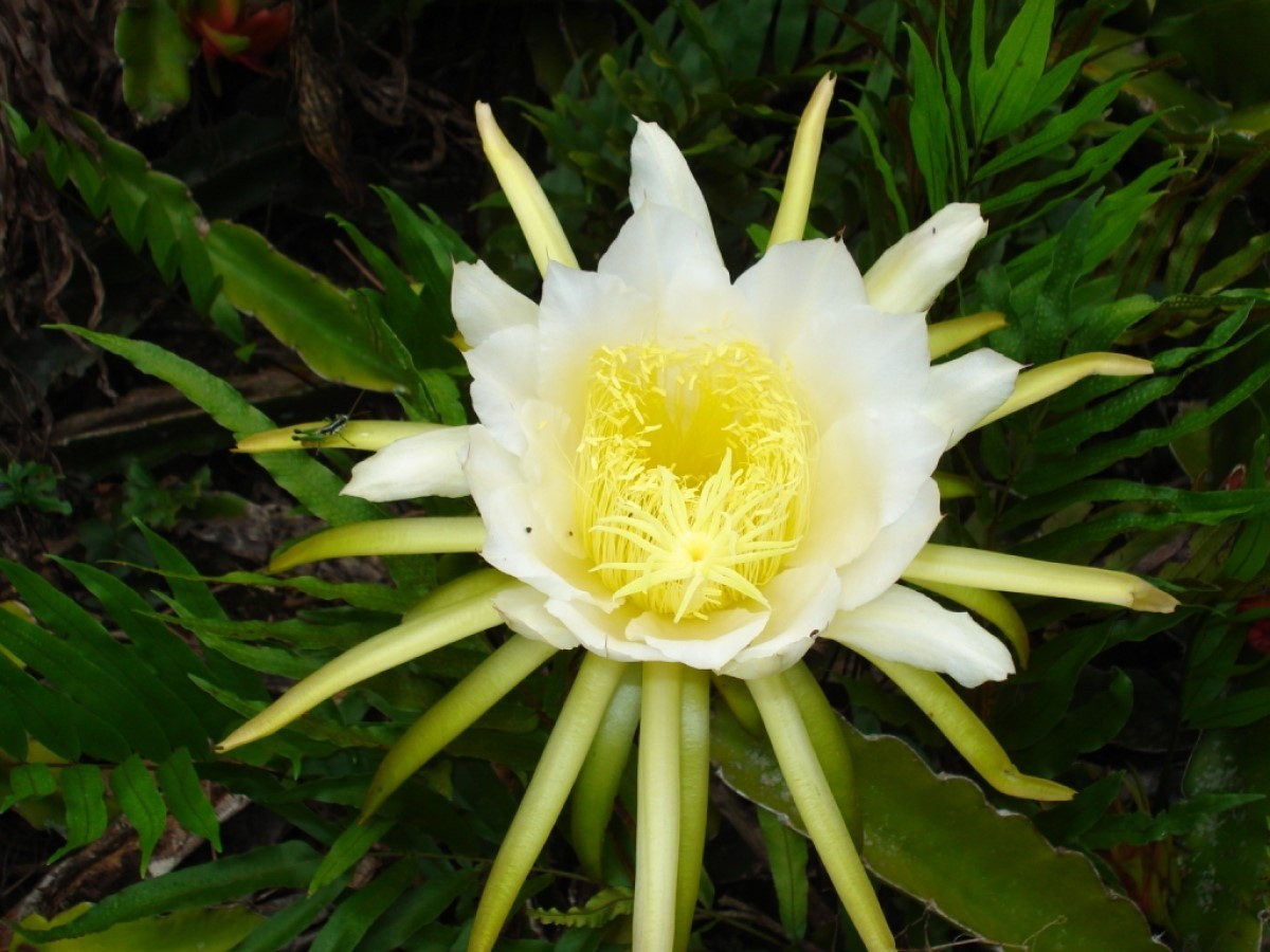 flor da pitaya
