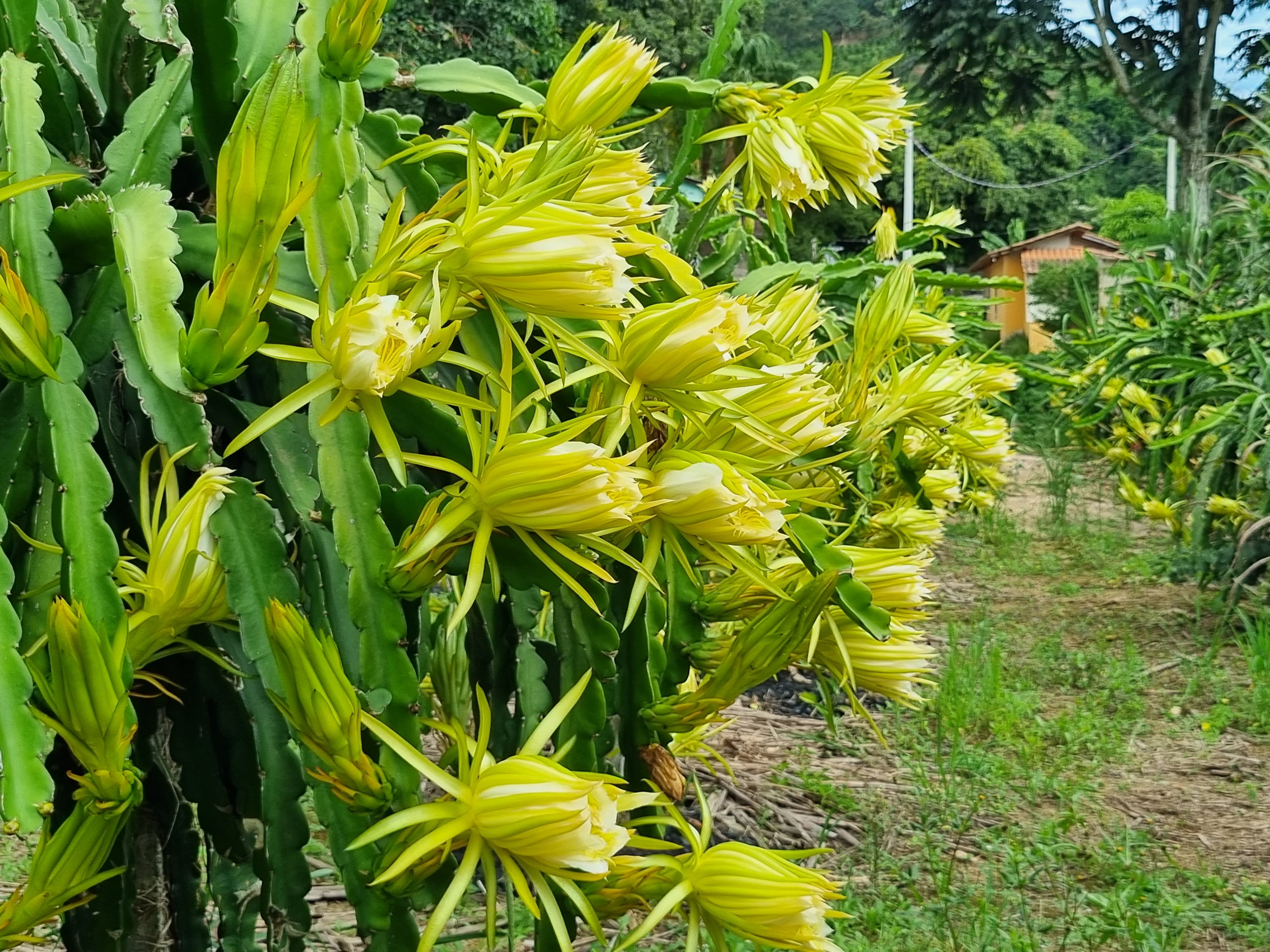 flor da noite pitaya