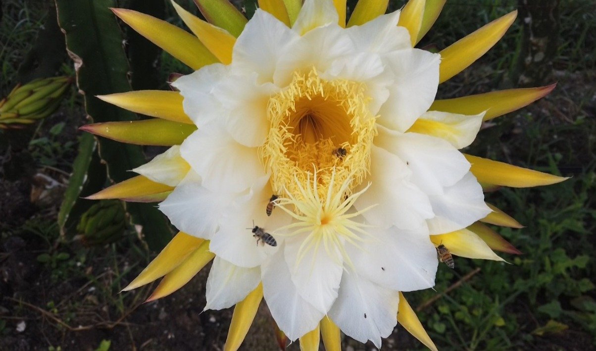 dama da noite pitaya