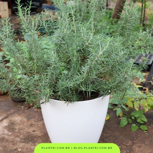 planta alecrim